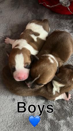 Image 8 of Jack russel mixed litter