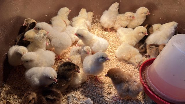Preview of the first image of For Sale guaranteed female chicks.