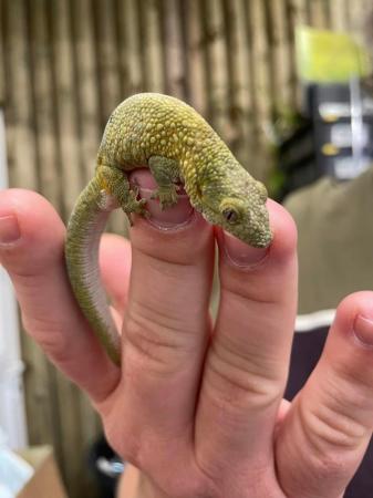 Image 5 of Bauers Chameleon Gecko At Urban Exotics