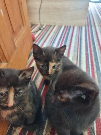 Image 2 of Three kittens for sale 2 girls and 1 boy