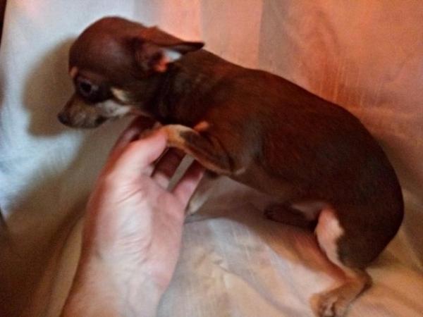 Image 21 of DELILAH - a Delectable, Miniature Chocolate Chihuahua Girl !