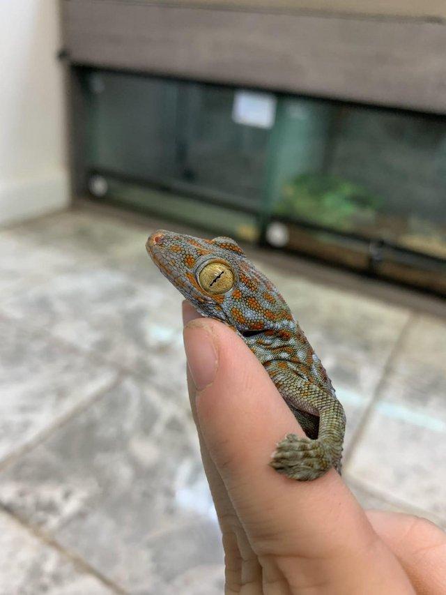 Preview of the first image of Captive Bred Tokay Gecko ...........