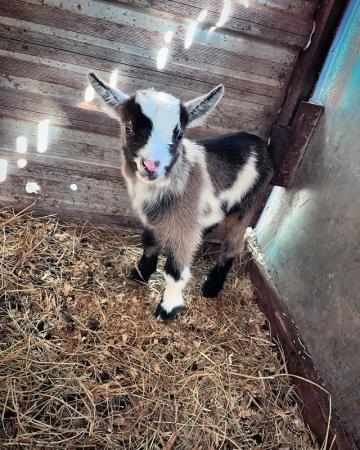 Image 3 of Wether Pygmy goats for sale