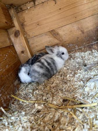 Image 14 of READY NOW Pure Mini Lop Babies,