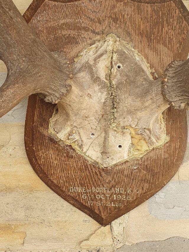 Preview of the first image of Duke of Portlands Deer Antlers 1926..