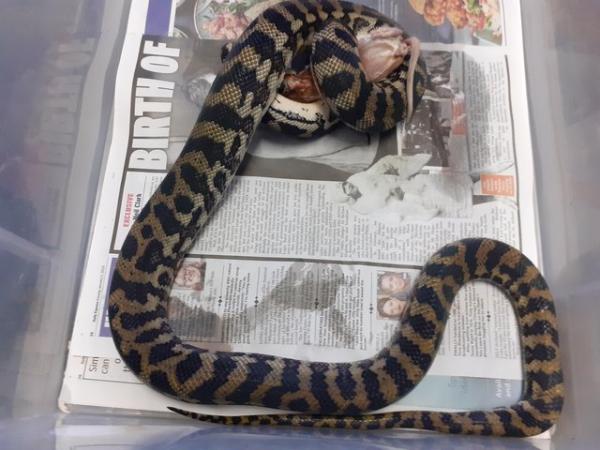 Image 5 of carpet pythons 1 male 2 females
