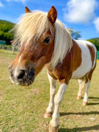Image 1 of 17 yr Shetland Pony - Loving Retirement Home Needed