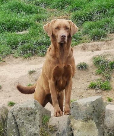 Image 2 of Chocolate Labrador puppies - Excellent pedigrees