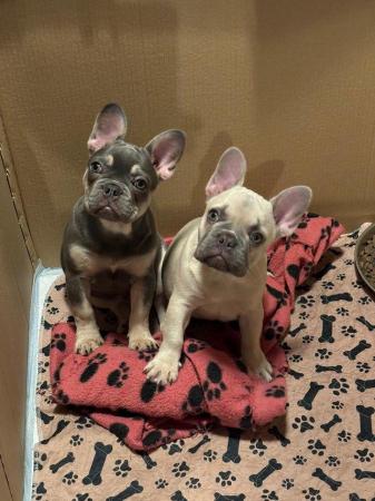 Image 1 of Cute kc french bulldogs ready to leave
