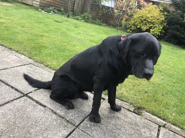 Preview of the first image of Black Labrador neutered male.