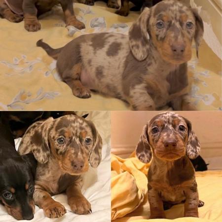 Image 5 of Standard Dachshund puppies