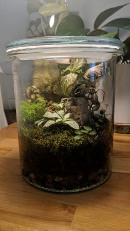 Image 9 of Glass Jar Terrarium with Fittonias Moss and Peperomia
