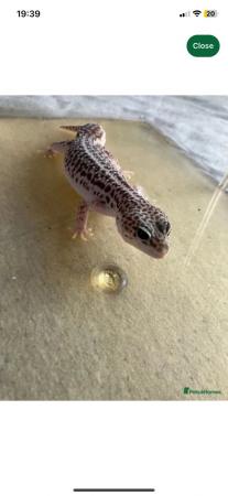 Image 4 of Leopard geckos looking for their new homes