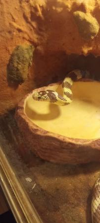 Image 4 of Californian king snakecream and brown
