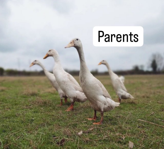 Preview of the first image of 2 white Indian runner ducks - unsexed and still need heat.
