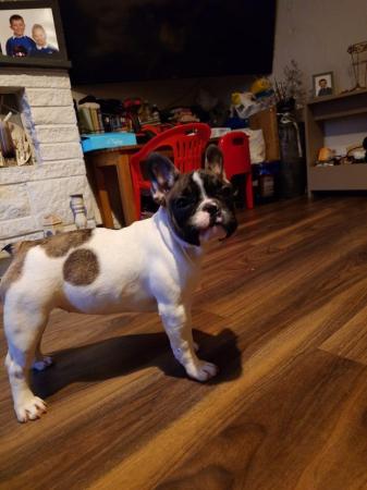 Image 1 of KC registered Beautiful french bulldog pups *UPDATED PICS*