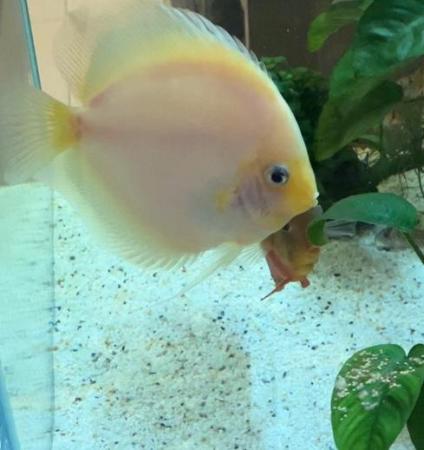 Image 4 of Pearl Diamond Discus (Male)