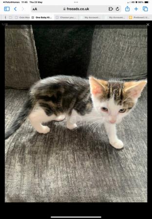 Image 1 of READY NOW beautiful kittens for sale 1 left