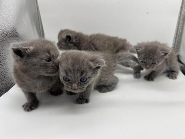 Image 6 of Blue Persian x Chartreux kittens