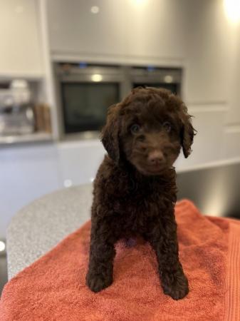 Image 1 of Outstanding Cockapoo PuppiesREADY NOW