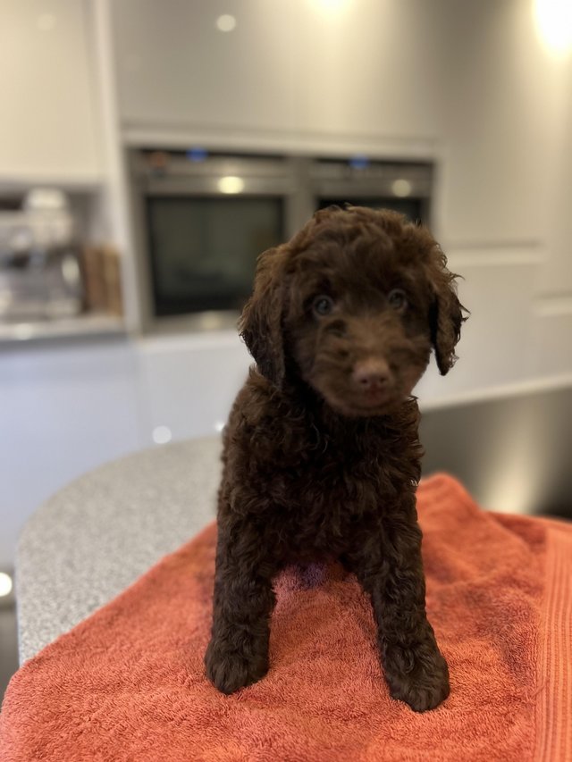 Preview of the first image of Outstanding Cockapoo PuppiesREADY NOW.