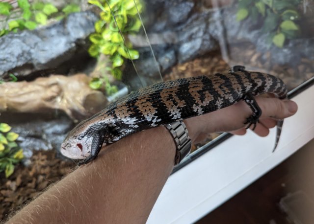 Preview of the first image of Indonesian Blue tongue skink male.