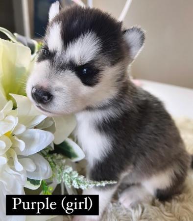 Image 3 of Beautiful Siberian Husky Cross  Malamute Puppies For Sale