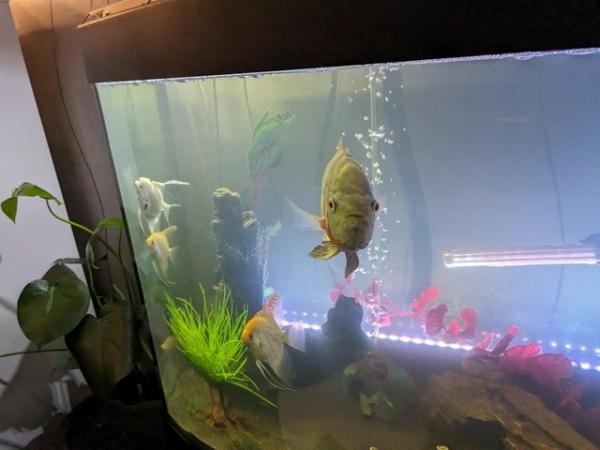 Image 4 of FLUVAL VICENZA BOW FRONT TANK