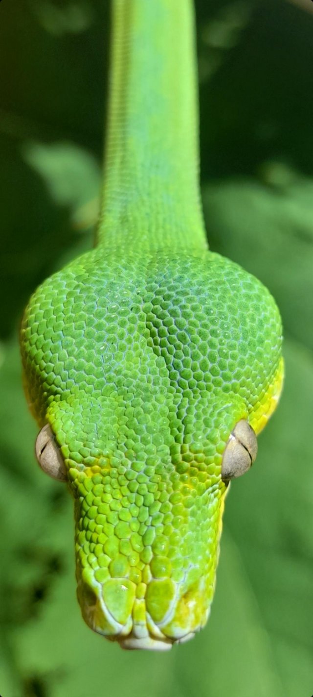 Preview of the first image of Aru x cyclops male green tree python.