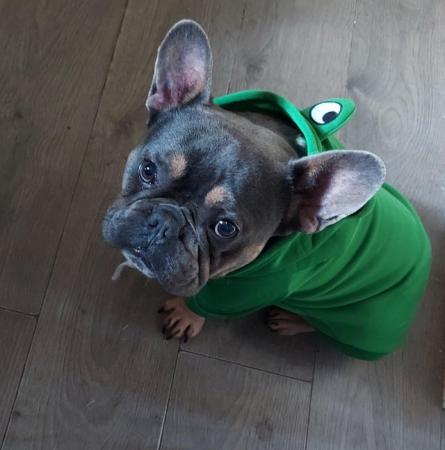 Image 1 of Male frenchie looking for new home
