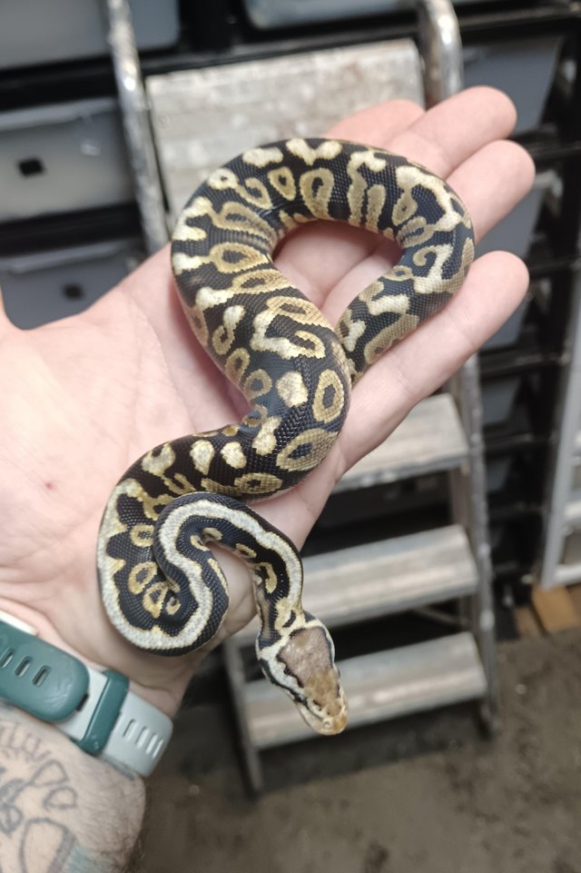 Preview of the first image of Chocolate pastel spotnose het clown pH ghost.