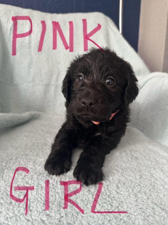Image 8 of Labradoodle F1B puppies REDUCED 3 LEFT