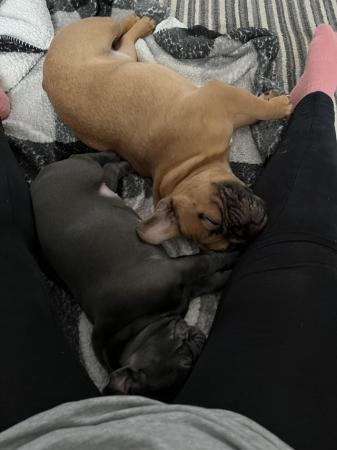 Image 3 of French bulldogs needing new home