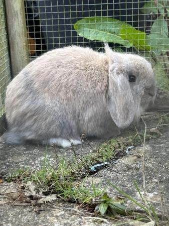 Image 2 of Beautiful 9 month old mini lion lop rabbits for sale