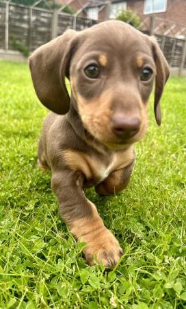 Image 8 of Miniature dachshund, choc&tan and choc dapple