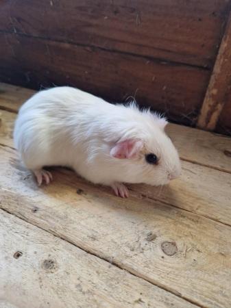 Image 13 of Young Boar Guinea Pigs For Sale