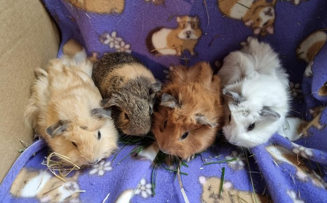 Image 4 of Baby Guinea Pigs mostly Californian
