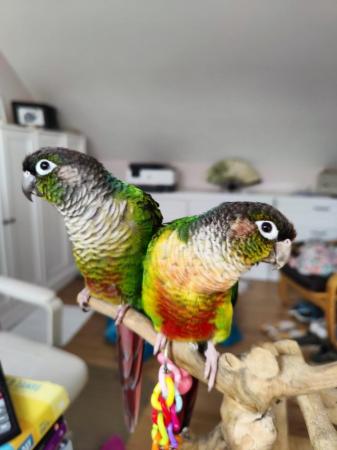 Image 6 of Green Cheek Conures Max & Rosie