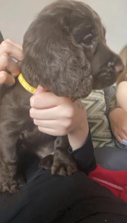Image 7 of Kc registered cocker spaniel puppies ready on 16th May
