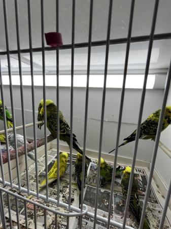 Image 5 of Breeding/baby budgies for sale