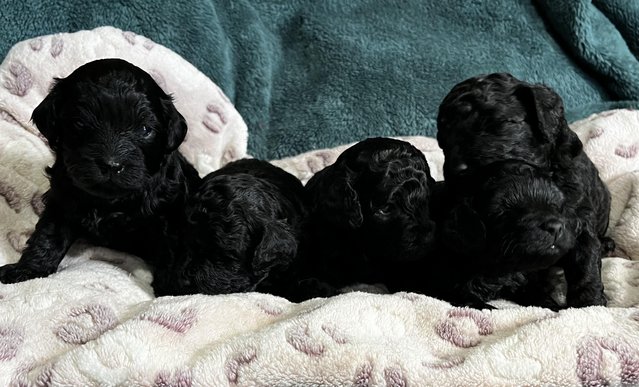 Image 12 of Ready now!Stunning tiny cavapoo f1b puppy,last 1 left