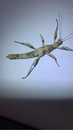 Image 6 of Mix and Match stick insects 50p each (uk + postage £2) *READ
