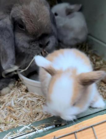 Image 9 of MINI LOP BUNNIES / 5 STAR HOMES ONLY