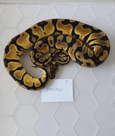 Image 4 of Juvenile royal/ball pythons available