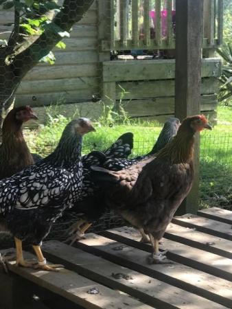 Image 1 of Pure Breed - Large Fowl Chickens - Female Pullets & POL