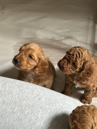 Image 14 of Red, apricot and black cockapoo pups (2 female / 3 male left