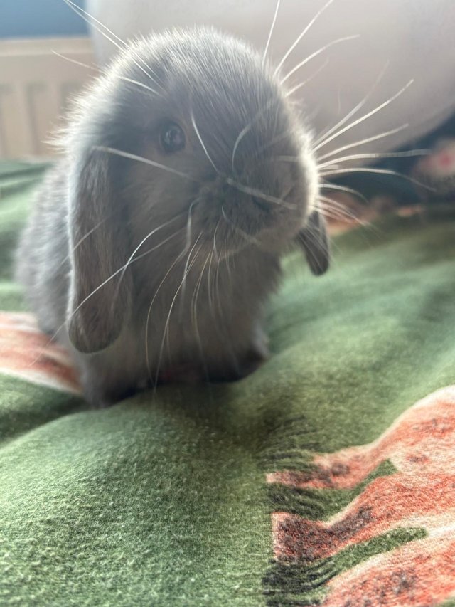 Two beautiful boys available — photo 3 of 4