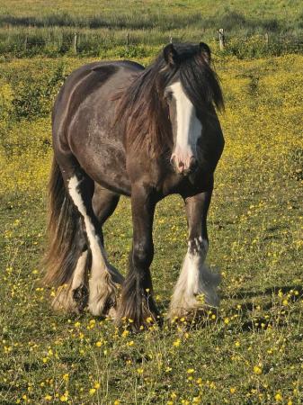 Image 4 of Traditional gypsy cob filly