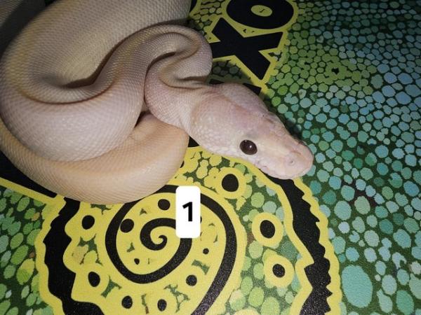 Image 11 of Lots of Beautiful Baby Royal Pythons