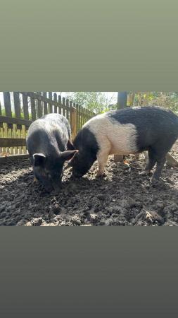 Image 3 of Two female kune / saddleback pigs £100 each